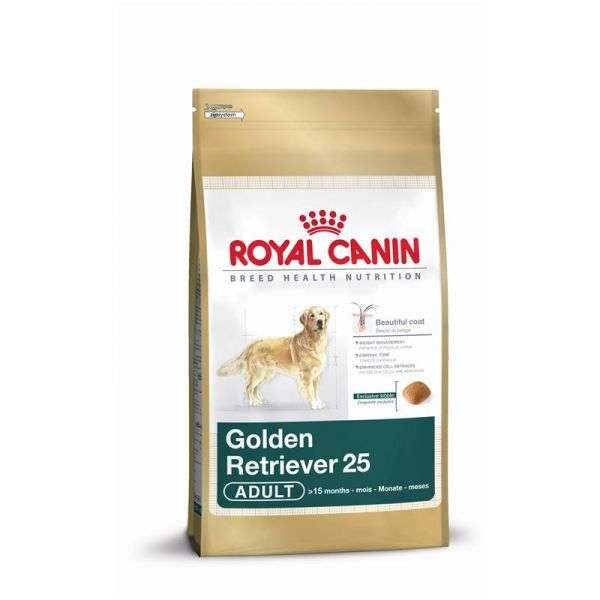 Golden Retriever Adult