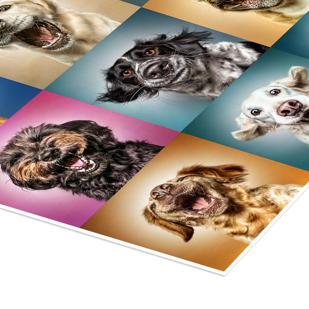 FUNNY PAWS - Poster