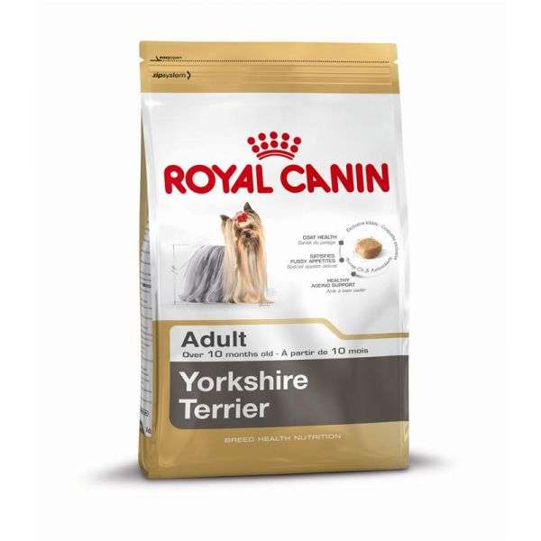 Yorkshire Terrier Adult