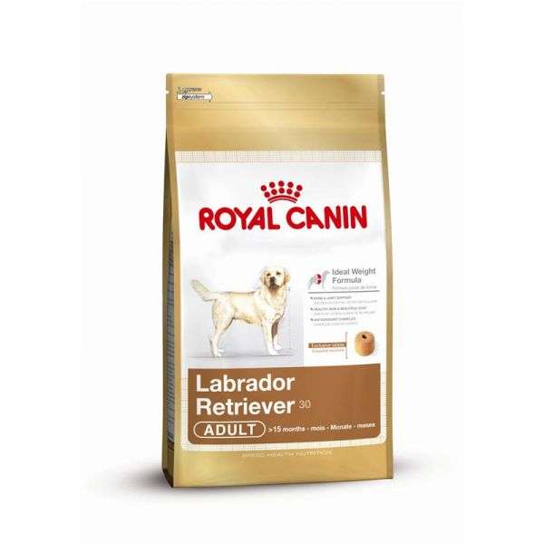 Labrador Retriever Adult
