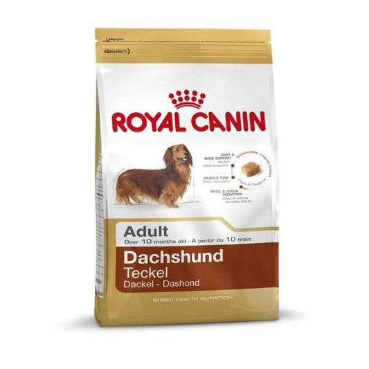 Dachshund Adult