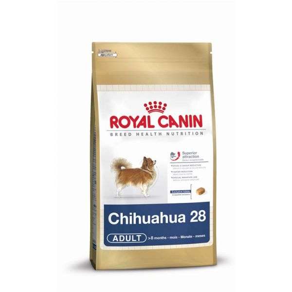 Chihuahua Adult