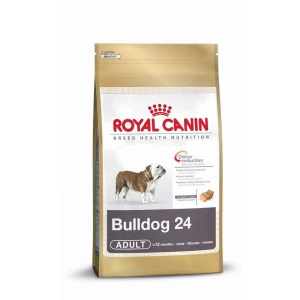 Bulldog Adult