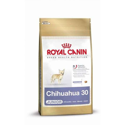 Chihuahua Junior