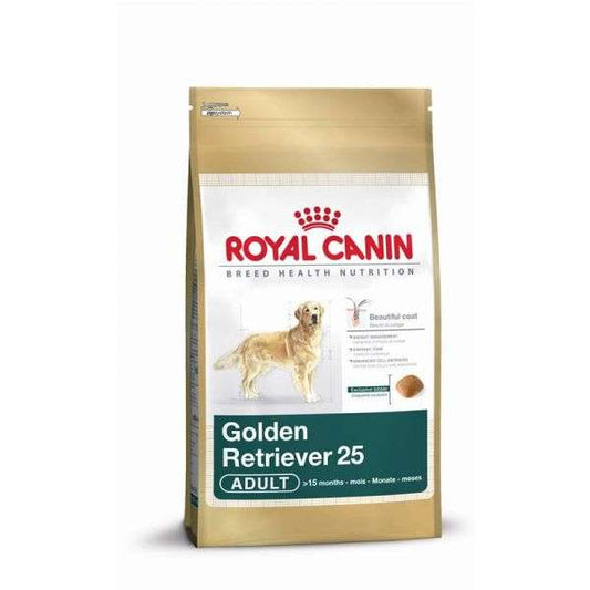 Golden Retriever Adult