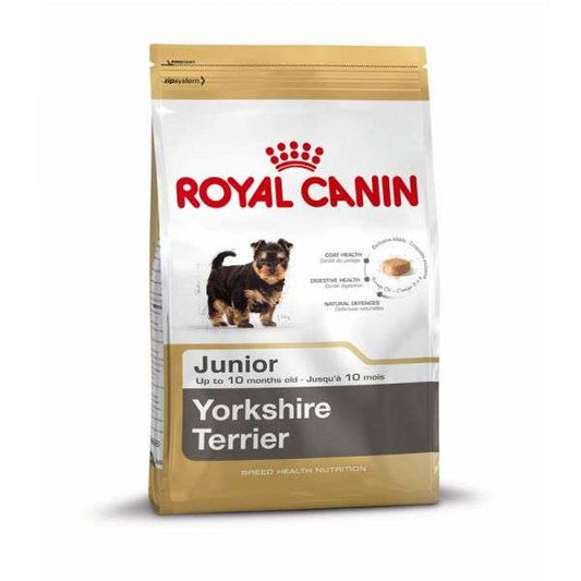 Yorkshire Terrier Junior