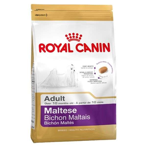 Maltese 24 Adult
