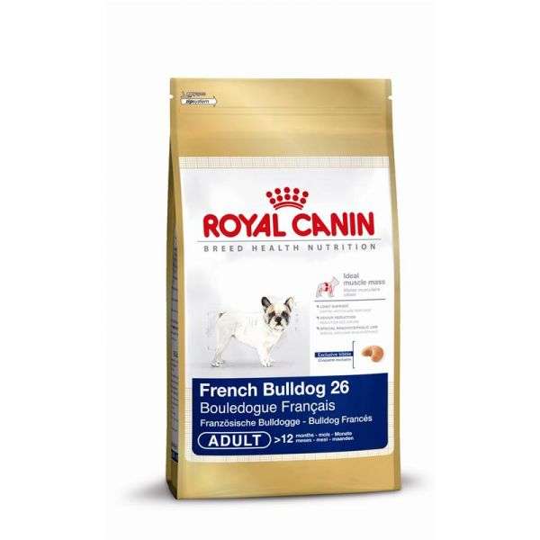 French Bulldog 26 Adult